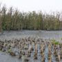Isu Pembabatan Mangrove untuk Rumah Pribadi Mencuat, Komisi IV DPR Desak Investigasi Pemerintah
