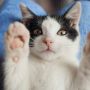 Pecinta Anabul Harus Tahu! Perilaku Ini Jadi Tanda Kucing Alami Gangguan Pendengaran atau Tuli