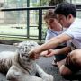 Tiara Andini Jajal Taring  Harimau Peliharaan Kesayangan Sang Kekasih, Begini Reaksinya