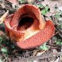 Pertama Kali di Dunia, Rafflesia Arnoldi R. Br Mekar di Luar Habitatnya di Kebun Raya Bogor