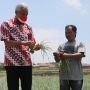 Produktivitas Bawang Merah di Jateng Turun, Ganjar Dorong Pemulihan Lahan Pertanian