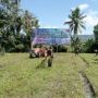 Lahan di Kampung Pancasila Desa Pasiang Kini Ditanami Jagung Untuk Ketahanan Pangan