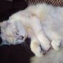 Tanda Kucing Susah Buang Air Kecil Penting Diwaspadai dan Penyebabnya