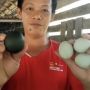 Viral! Warga Mempawah Dibikin Geger Dengan Temuan Telur Bebek Bercangkang Hitam