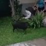 Ngeri Video Babi Hutan Masuk ke Rumah Seruduk Warga, Polisi: Itu Bukan Babi Ngepet!