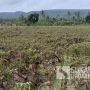 Banjir Ciemas Sukabumi Rendam Puluhan Hektar Tanaman Cabai dan Semangka, Petani Rugi Ratusan Juta