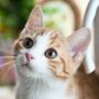 3 Manfaat Memelihara Kucing, Pencinta Hewan Ini Pasti Setuju!