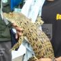 11 ABG Ditangkap, Begini Alasan Remaja Bawa Anak Buaya Milik Sekolahnya saat Tawuran di Duren Sawit