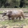 Hasil Panen Lebih Bagus, Petani Milenial di Jampangtengah Sukabumi Pilih Garap Sawah Pakai Kerbau