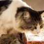 4 Ciri Kucing Mengalami Dehidrasi yang Jarang Disadari