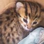 Punya Motif Totol-totol, Anak Kucing yang Ditemukan Warga Sukabumi Ini Bukan Kucing Biasa