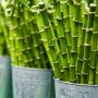 5 Manfaat Ekstrak Bambu untuk Kecantikan Wajah, Bisa Mencegah Penuaan Dini