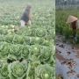 Petani Ngamuk Harga Sayur Anjlok, Tanaman di Ladang Sampai Dibabat, Aksinya Dianggap Nggak Mensyukuri Nikmat