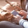 5 Cara Cek Nomor Smartfren Sendiri Tapa Harus ke Gerai