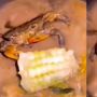 Sedang Direbus, Kepiting Ini Malah Santuy Makan Jagung di Wajan