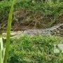 Petugas Disambut Penampakan Buaya Besar saat Salurkan Bantuan ke Desa Cibitung Sukabumi
