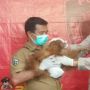 Menyendiri dan Terlantar di Kebun Durian, Bayi Orang Utan Tapanuli Diselamatkan Warga