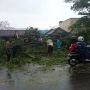 Pohon Tumbang di Banjarmasin Timpa Pasutri yang Sedang Berboncengan