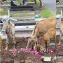 Viral Video Kambing Makan Bunga Makam, Warganet: Masih Memberi Manfaat
