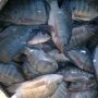4 Khasiat Kandungan Nutrisi Ikan Mujair untuk Kesehatan Tubuh!