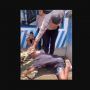Mengaum Seperti Macan, Akting Bocah Kesurupan saat Ditilang Polisi Bikin Ngakak!