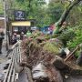 Detik-detik Pohon Tumbang Timpa Sedan Mercedes di Kota Bandung, Polisi: Tidak Ada Korban Jiwa