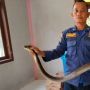 King Cobra 3 Meter Masuk Gedung PKK di Aceh Besar, BPBD Evakuasi