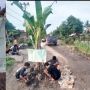 Protes ke Pemerintah, Warga Desa Agom Tanam Pohon Pisang di Tengah Jalan Rusak