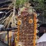 Usaba Goreng di Karangasem, Warga Siapkan Penjor Berisi 100 Ekor Ayam Panggang