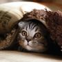 Ingin Punya Kucing? Perhatikan Biaya Rawatnya!
