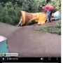 Viral Video Ondel-ondel Jatuh di Got Bikin Ngakak, Warganet: Kasihan Ayamnya Kaget