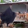Viral Wanita Bercadar Pelihara Anjing, Bagaimana Pandangan Islam Terkait Hal tersebut?