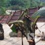 Sungai Cibareno Ngamuk, Jembatan Rusak dan Pabrik Tahu Lenyap Terbawa Arus