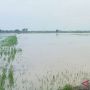 Sebanyak 450 Hektare Sawah di NTB Terdampak Banjir, Sebagian Terancam Gagal Panen