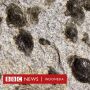 Batu Misterius di Portugal yang "Melahirkan" Batu-batu Lain