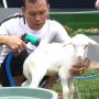 5 Potret Ayah Ojak Mandikan Si Beno, Kambing Kesayangan Ayu Ting Ting