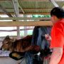 Satgas PMK Nasional Minta Lampung Konsisten Lakukan Biosecurity dan Vaksinasi