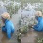 Viral Video Tangis Pilu Petani Melon Gagal Panen Akibat Banjir Bikin Netizen Mewek