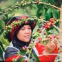 Aktif Ikut Pameran Kopi, UMKM BRI Ekspor Buah Kopi Takengon ke US