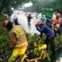 Hujan Deras Disertai Angin Kencang Sebabkan Banyak Pohon Tumbang di Tangsel