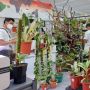 Pameran Tanaman Hias Terbesar di Indonesia FLOII 2023 Akan Segera Dibuka, Apa yang Menarik Tahun Ini?
