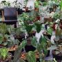Berburu Tanaman HIas yang Cantik dan Mudah Dirawat dengan Harga Terjangkau, Yuk Hadir ke Pameran Floii 2022!
