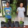 2 Warga Lampung Barat Tanam Ganja di Hutan Register