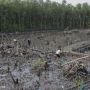 Walhi Lampung Menanam 500 Batang Mangrove di Pesisir Bandar Lampung