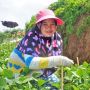 Hari Pangan Sedunia 2022, FAO Soroti Dampak Krisis Pangan Bagi Masyarakat Miskin dan Rentan