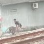 Monyet Liar Berkeliaran di Belakang Mall Cilegon, Kejar Anak-anak yang Melintas Hingga Buat Warga Resah!