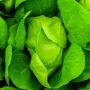 3 Jenis Makanan yang Bisa Bikin Kamu Panjang Umur, Minat Mencoba?