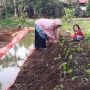 Kembangkan Pertanian Ramah Lingkungan, Pabrik AQUA Solok Wadahi Kelompok Tani Lewat Rumah Pangan Lestari