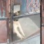 Lagi Antar Paket, Kurir Ini Dikagetkan Anjing Sampai Pagar Rusak