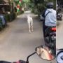 Anak Sapi Lepas ke Jalanan, Pengendara Motor Ini Kebingungan Nyalip